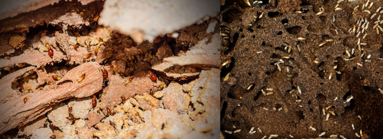 dedetizadora de cupins